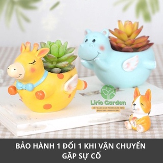 [ Quà Tặng Kèm ] chậu cây hà mã có cánh