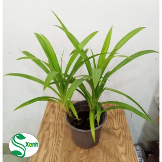 Cây Lá Dứa Thơm - Chậu 2 Cây