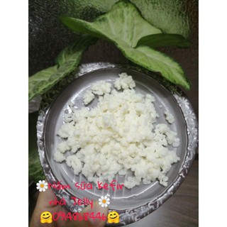 Nấm sữa kefir
