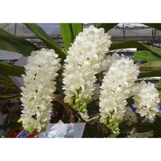 Hoa Lan đai trâu  sỉ 25k 1 cây