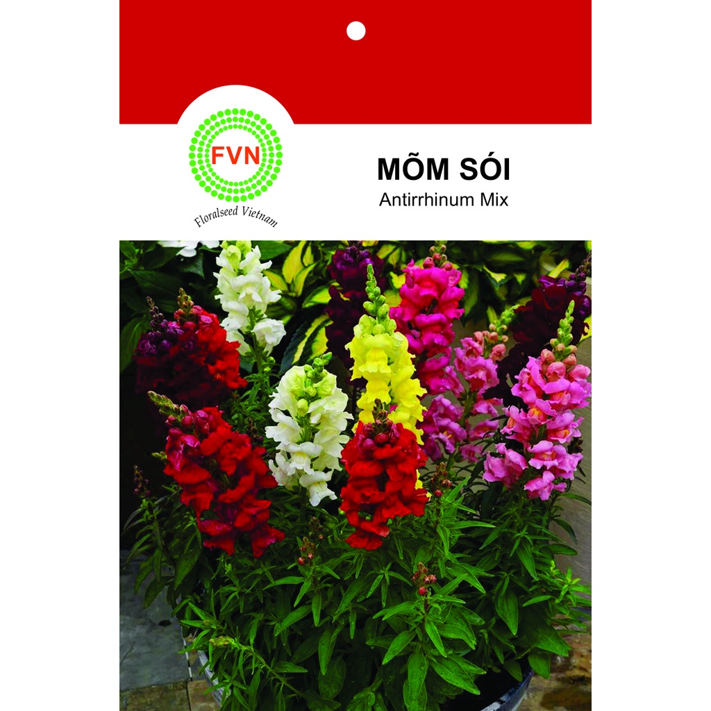 HẠT GIỐNG HOA MÕM SÓI LÙN NHIỀU MÀU FVN GÓI 15 HẠT - ANTIRRHINUM MIX