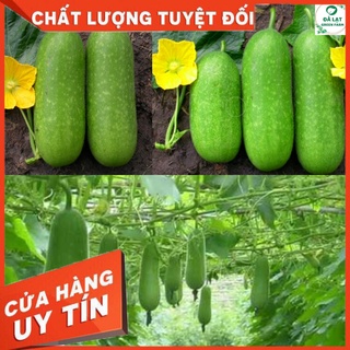 🥒hạt giống bí đao chanh_15 hạt🥒