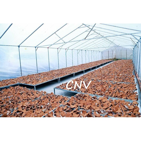 Nấm linh chi đỏ Việt Nam CNV 500g x 2 (Xích chi Việt)