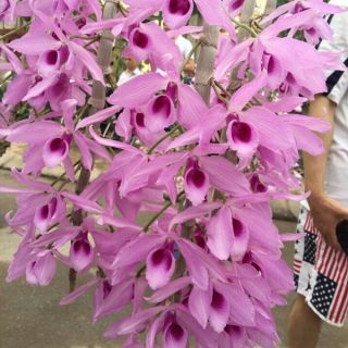 Phi điệp tím giống