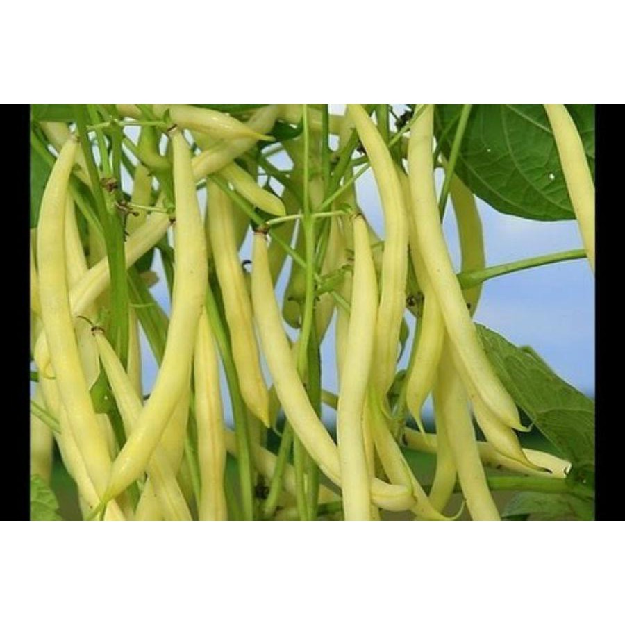 Hạt giống đậu cove lùn vàng 50gr