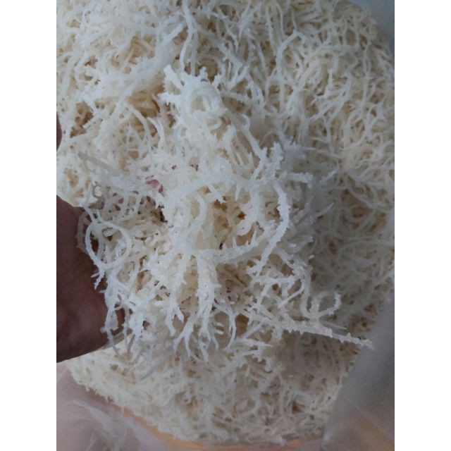 COMBO 2kg RONG SỤN TƯƠI/ RONG SỤN GAI MUỐI - dùng làm gỏi, nấu chè