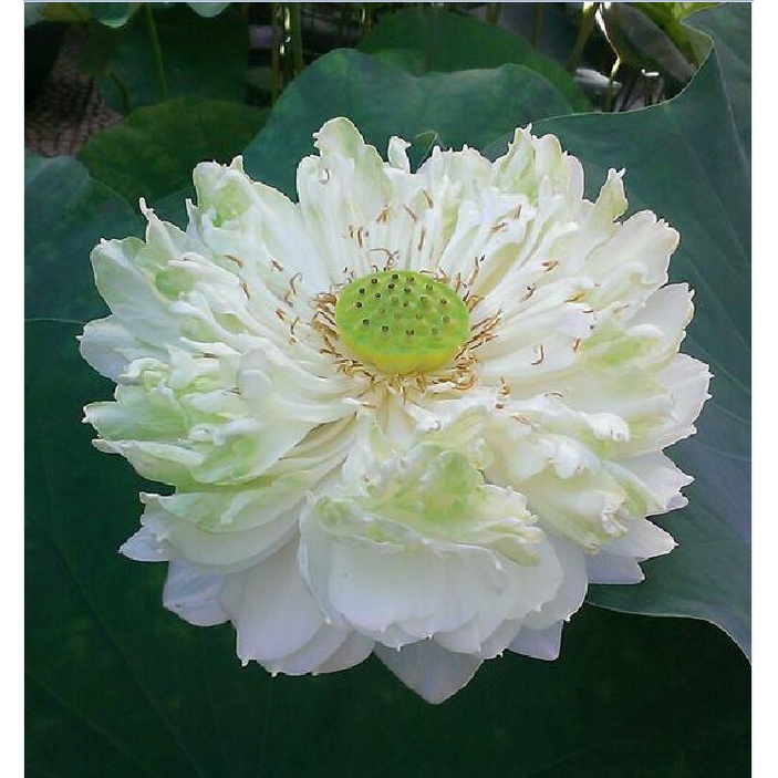 Hạt giống hoa sen bách diệp màu TRẮNG KNS1427 - Gói 5 hạt