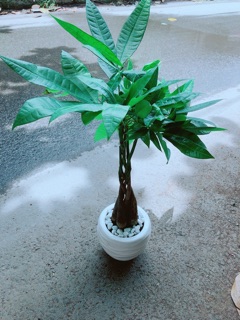 Chậu Kim Ngân 5 Thân Thắt Bính