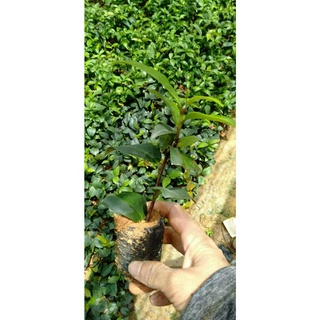 cây hoa trà mi màu trắng 3 cây