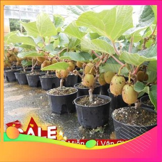 Hạt Giống Kiwi - 30 Hạt [ Tặng bộ dụng cụ làm vườn Mini 3 món ] VIETGAR