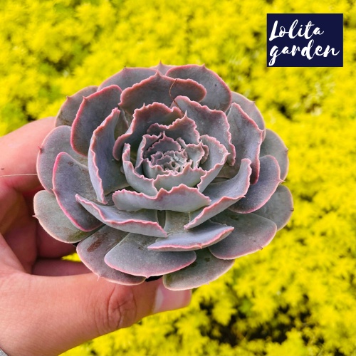 Sen đá bắp cải light purple Đà Lạt size bé cây cảnh trang trí nhà cửa Lolita garden