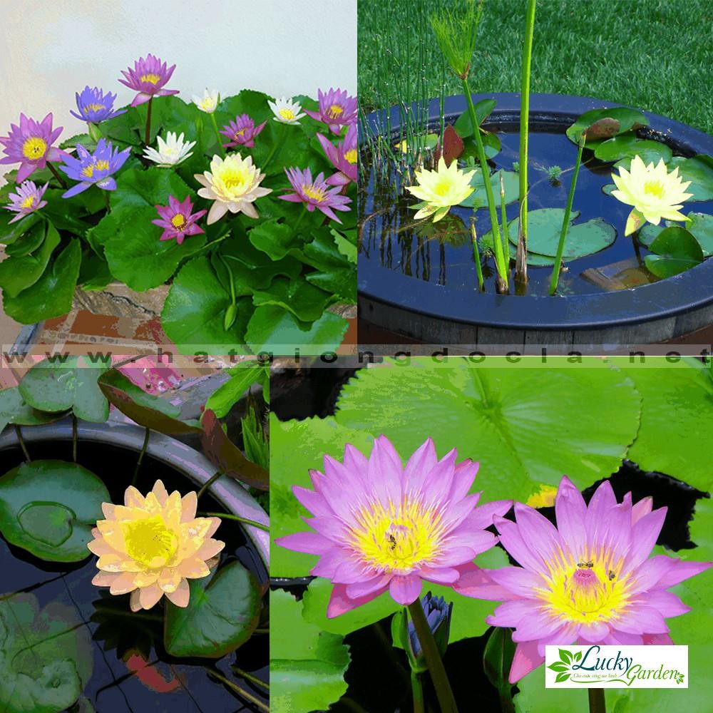 5 Hạt giống Súng thái  XTRA TẶNG KÈM PHÂN VÀ KÍCH MẦM