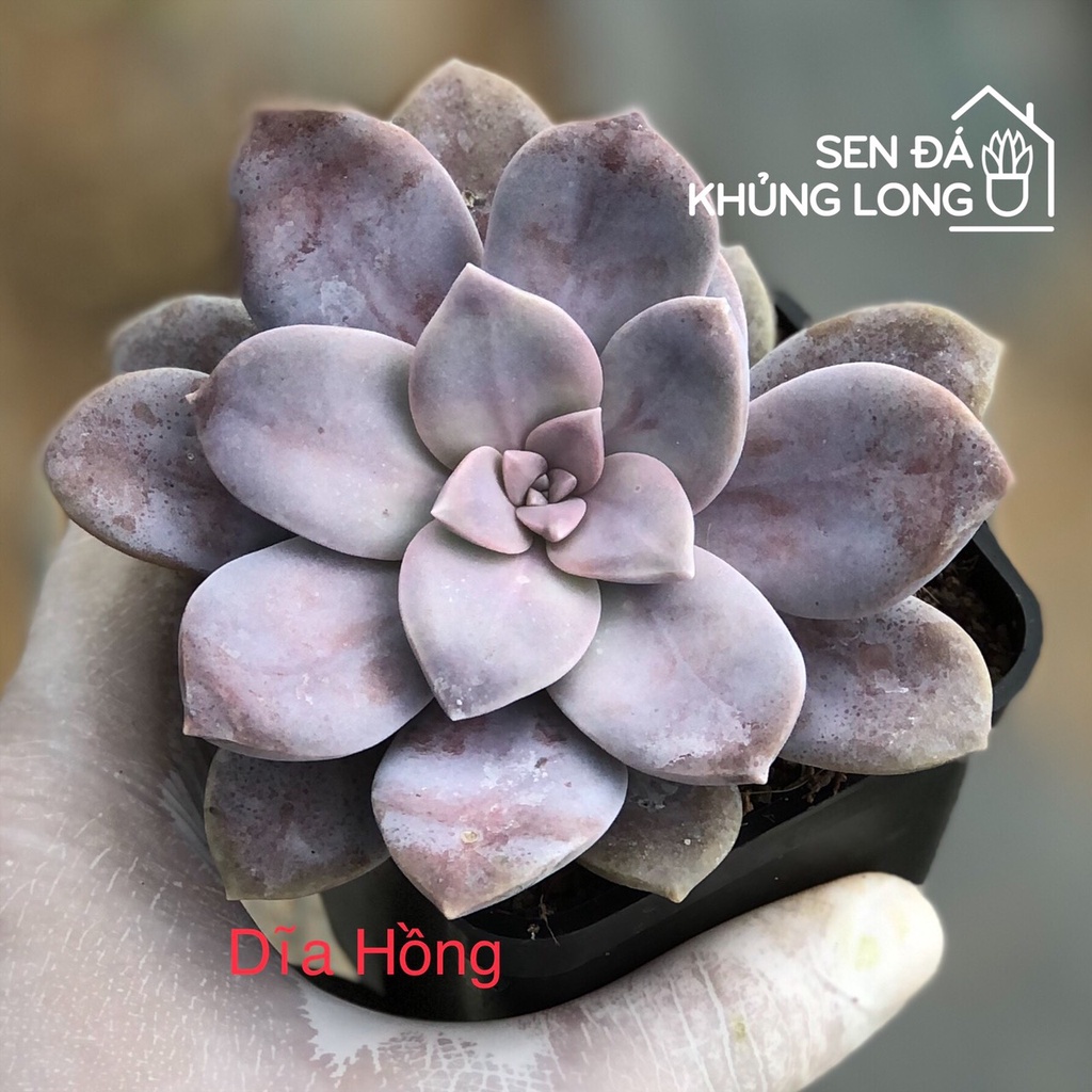 Sen đá Dĩa Hồng - graptopetalum superbum