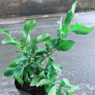 Cây Ổi Kép Cho Nhiều Trái