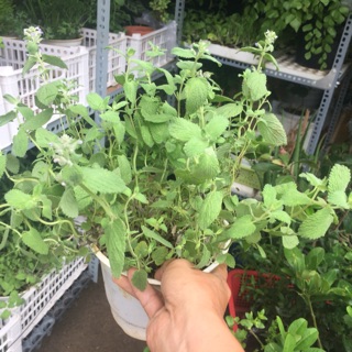 Bạc hà Mèo ( Catmint)