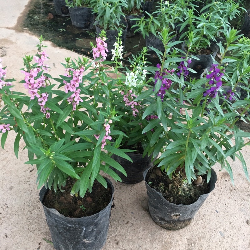 Cây Hoa Ngọc Hân  Bầu Cây Xum Đã Có Hoa