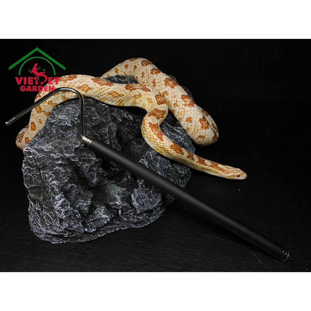 Cây móc rắn, cây móc dành cho bò sát | Vietpetgarden