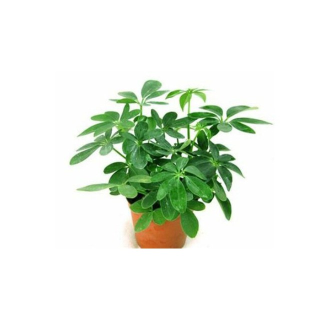 (Xanhshop22)  Ngũ gia  bì