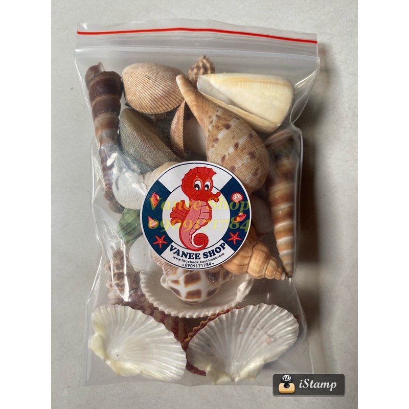Combo 20 loại vỏ ốc sò