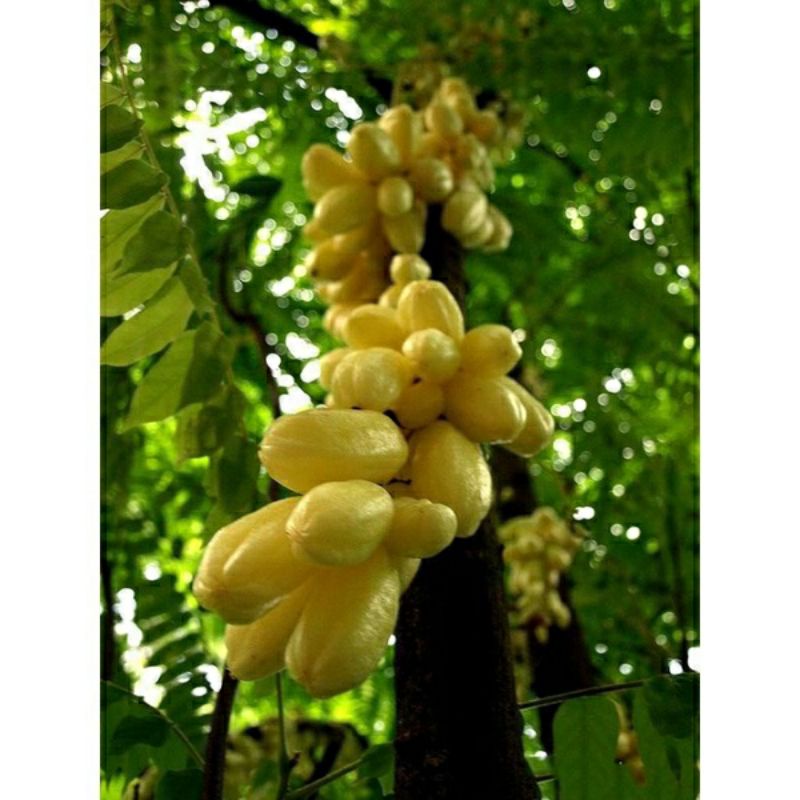 Khế tàu sai trái