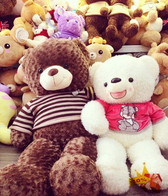 Gấu bông Teddy áo len cho co lông xoắn hoa hồng cao cấp