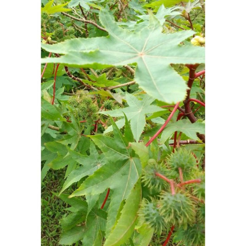 1KG Quả Thầu Dầu Tươi