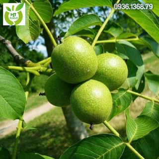 CÂY GIỐNG CÂY ÓC CHÓ -CAM KẾT CHUẨN GIỐNG