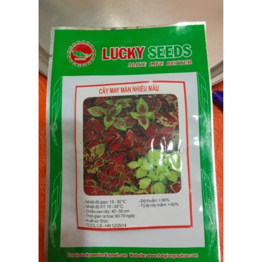 HẠT GIỐNG CÂY MAY MẮN NHIỀU MÀU GÓI 50H