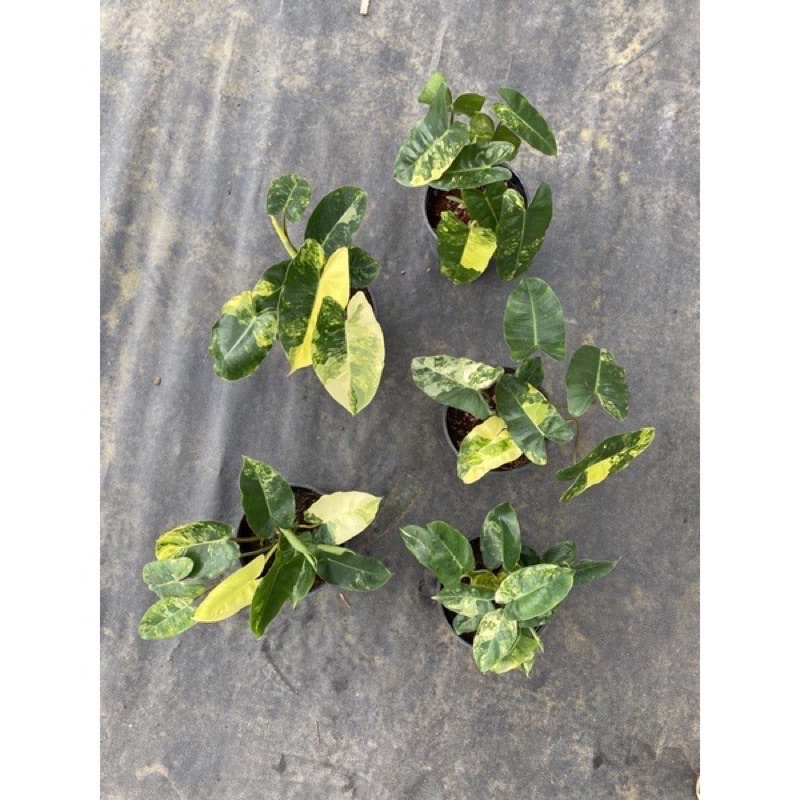Cây trầu bà Philodendron Burle Marx Variegated