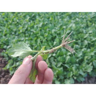 combo 1000 cây hoa cúc giống vàng pha lê