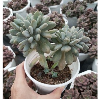 Sen đá giọt lệ gốc thụ - size trung - size lớn - vườn đà lạt