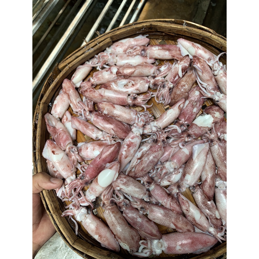 Mực Cơm Hấp Size C16 Phân Phối Mực Hấp Không Trung Gian