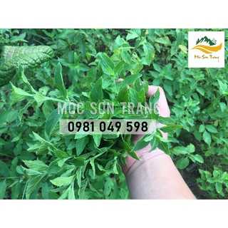 Bạc hà sấy lạnh 50g - Mộc Sơn Trang