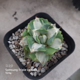 Agave Isthmensis 'Ohi Raijin Shiro Nakafu' Dứa Hoa Hồng. Sen Đá Xương Rồng Dứa