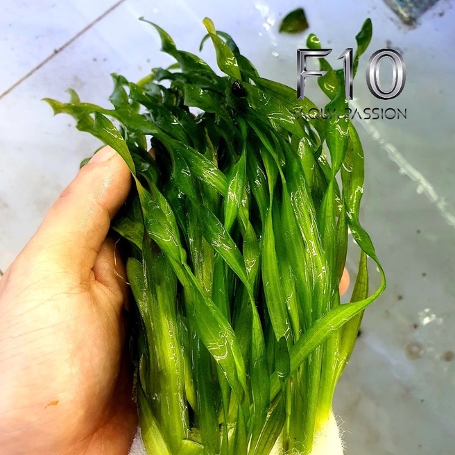 Hẹ Xoắn - Cây thủy sinh hậu cảnh đẹp