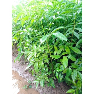 Cây Giống Mắc Mật