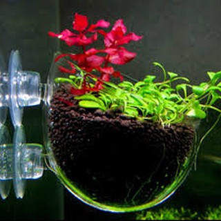 Cốc thủy tinh trồng cây thủy sinh