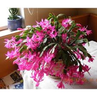 combo 5 THÂN LAN CÀNG CUA (cây TIỂU QUỲNH) - Hoa đẹp, LÂU độc đáo hàng cây giống