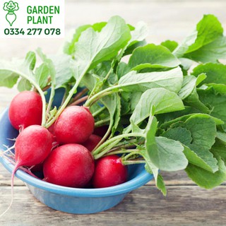 Hạt Giống Củ Cải Đỏ 5 gram/gói