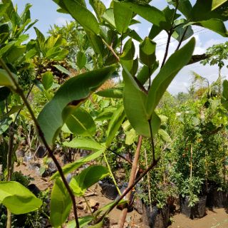 Cây mận An Phước,