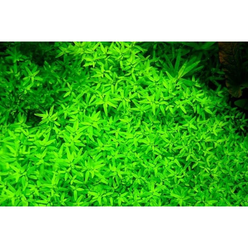 Hemianthus micranthemoides - Trân Trâu Cao 3 Lá - Cây Thuỷ Sinh Bò Nền