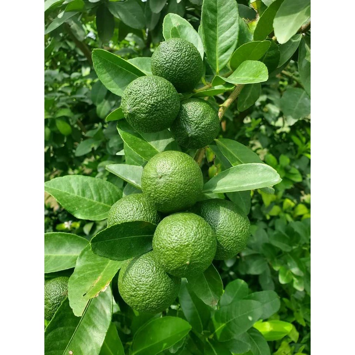 PHÂN DƠI SỆT - GIÚP TỐT CÂY, ĐẸP TRÁI, CẢI TẠO ĐẤT -  phân bón hữu cơ cao cấp - Can 5L