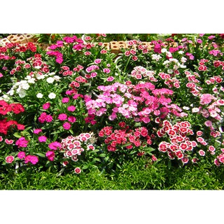 Hoa cẩm chướng đơn đẹp lung linh giá tốt (50 hạt)