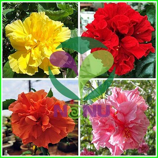 Chậu cây giống hoa dâm bụt Thái lùn cánh Kép có chọn được màu - có 4 màu: Đỏ, Cam, Vàng, Hồng - DINH DƯỠNG TỰ NHIÊN Shop