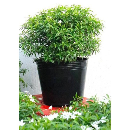 Mai Vạn Phúc - caykiengsadec - Cây cảnh sân vườn