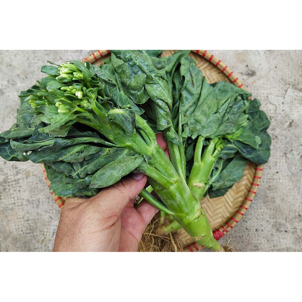 Hạt giống cải làn hoa vàng 5gr (cải rổ)