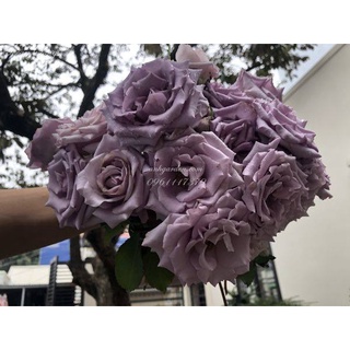 Cây giống hoa hồng ngoại OCEAN SONG