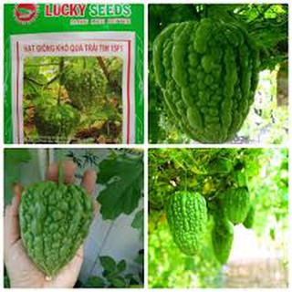 HẠT GIỐNG KHỔ QUA TRÁI TIM (3H)