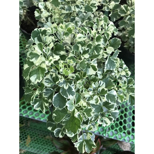 Cây Đinh lăng thái lá trắng nhỏ