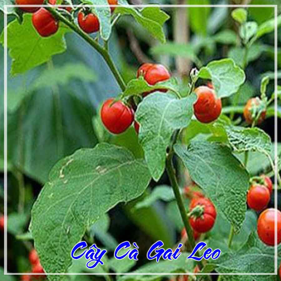 1kg Cây Cà Gai Leo khô sạch - Hàng chính hãng